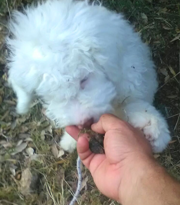 lagotto romagnolo avviato tartufi femmina