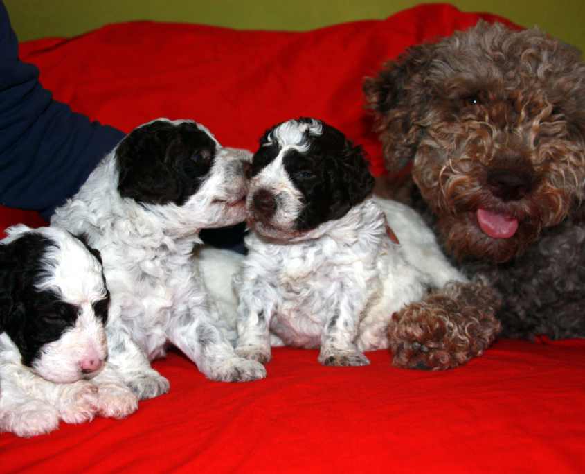 lagotto romagnolo cuccioli speciali