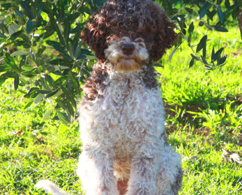 prezzi lagotto romagnolo cucciolo colore sesso