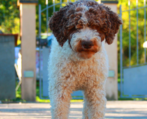 Lagotto romagnolo pelo colore cura