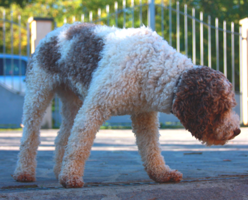 femmina lagotto romagnolo