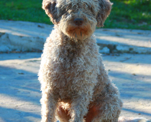 temperamento lagotto romagnolo