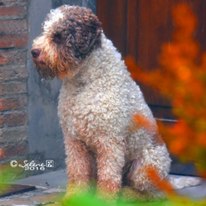 cucciolata lagotto con requisiti per esposizione pedigree eccellente