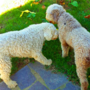 accoppiamenti lagotto romagnolo maschio