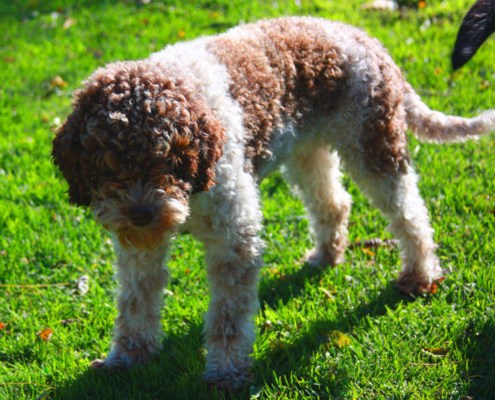 allevamento Lagotto Romagnolo Liguria