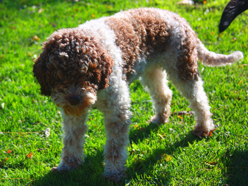 allevamento Lagotto Romagnolo Liguria