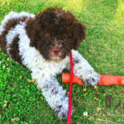 quando prendere un cucciolo lagotto romagnolo