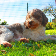 runa attesa gravidanza lagotto cane