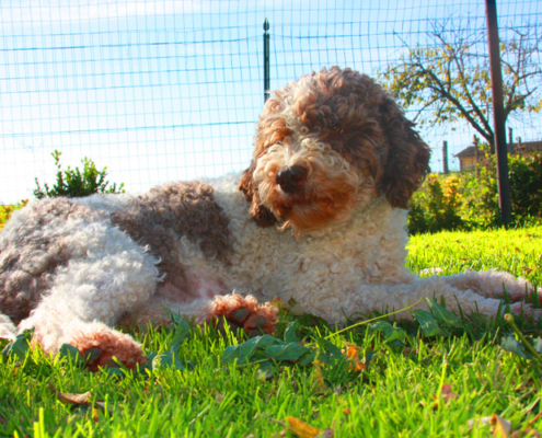 runa attesa gravidanza lagotto cane