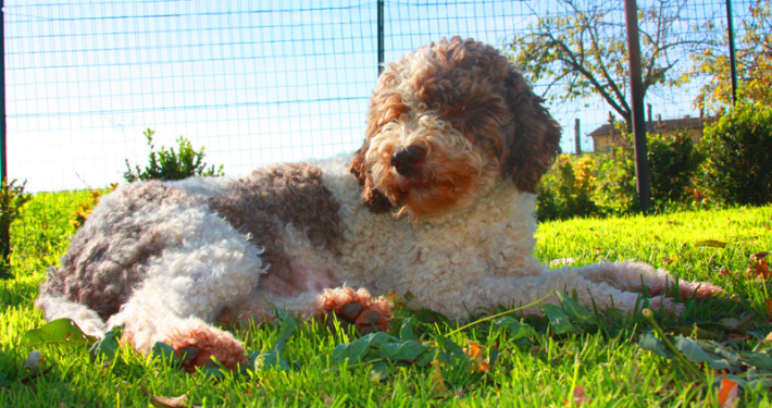 runa attesa gravidanza lagotto cane