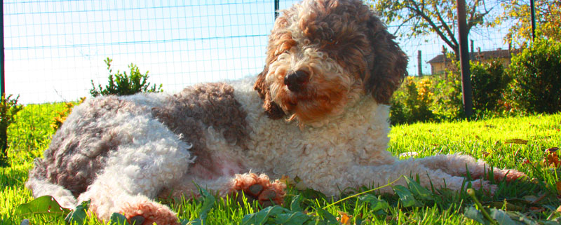 runa attesa gravidanza lagotto cane