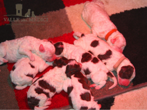 cucciole lagotto romagnolo femmine