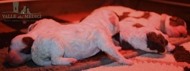 cucciolo maschio bianco lagotto romagnolo