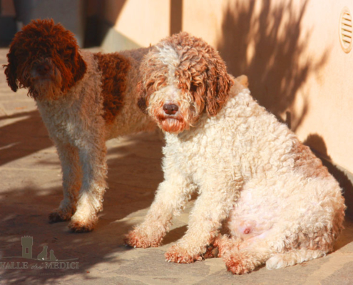 bella giornata inverno pelo lagotto cucciolata in arrivo 2018