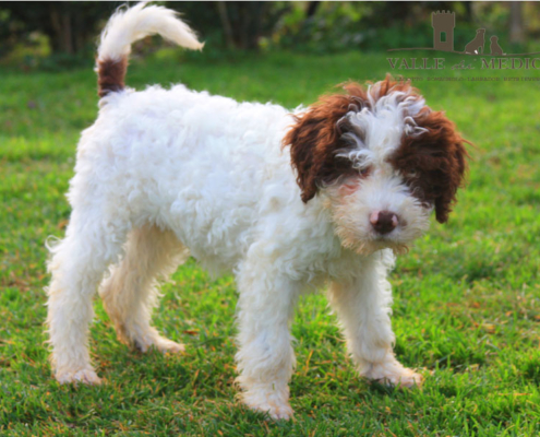 cucciolo lagotto compagnia futuro riproduttore