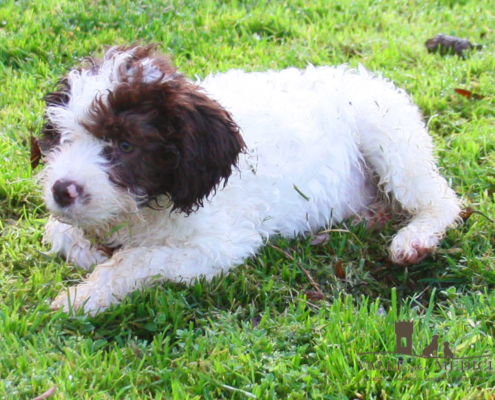 lagotto cucciolo marrone roano