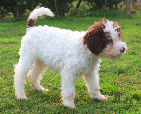 temperamento lagotto romagnolo