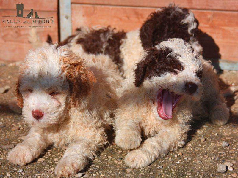 cuccioli lagotto allevamento prezzo