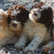 lagotto romagnolo