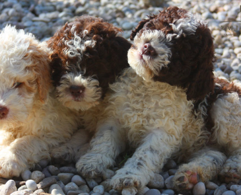 lagotto romagnolo