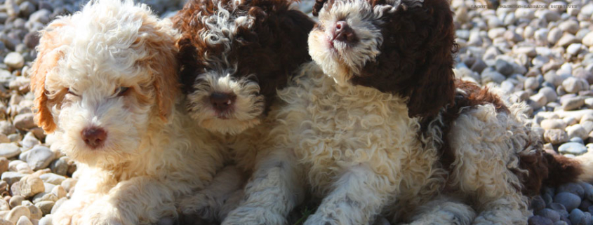 lagotto romagnolo