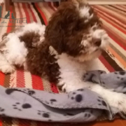 Baloo cucciolo lagotto romagnolo grosseto