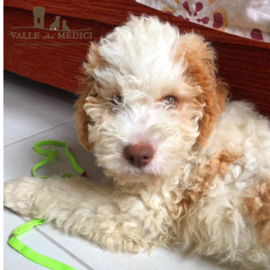 cuccioli lagotto romagnolo allevamenti