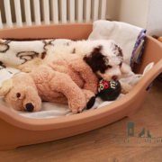 lagotto romagnolo compagnia veneto