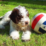 lagotto romagnolo cuccioli allevamento