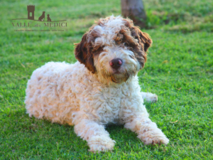 allevamento lagotto romagnolo