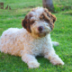 allevamento lagotto romagnolo