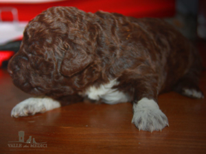 lagotto romagnolo roano marrone