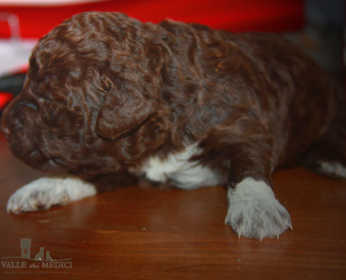 lagotto romagnolo roano marrone