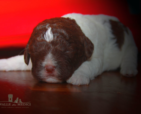 Allevamento Lagotto Romagnolo Prato