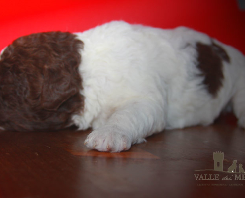 moka lagotto romagnolo bianco marrone roano