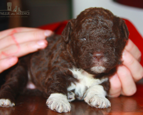 cola cucciola lagotto marrone