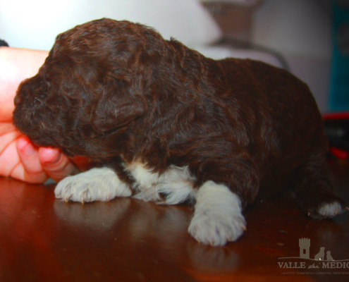 cola femmina lagotto marrone