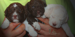 cucciolata allevamento lagotto romagnolo