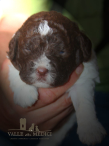 cucciolata lagotto affido