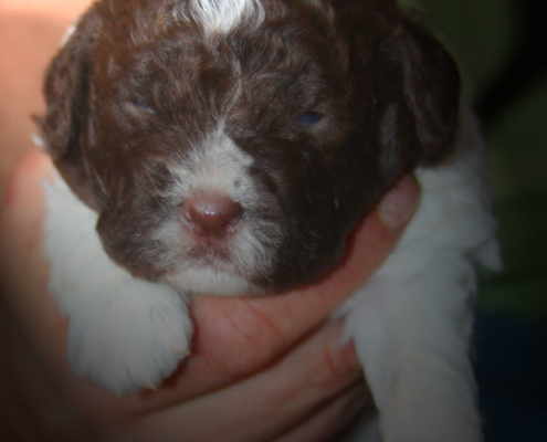 cucciolata lagotto affido