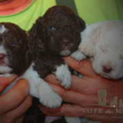 nome cucciolo cane lagotto