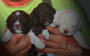 nome cucciolo cane lagotto