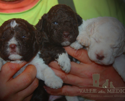 nome cucciolo cane lagotto