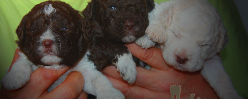 nome cucciolo cane lagotto