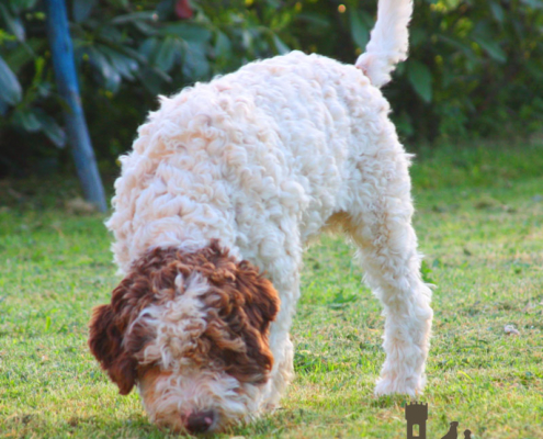 mschio lagotto per monte