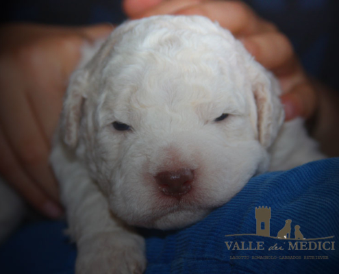 cucciolo allevamento lagotto romagnolo Arezzo