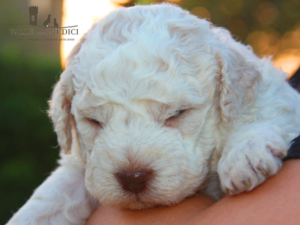 cucciolo lagotto romagnolo