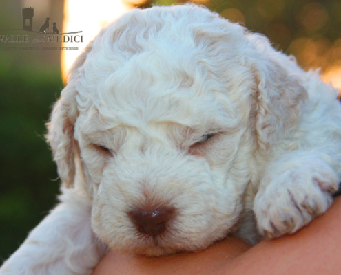 cucciolo lagotto romagnolo