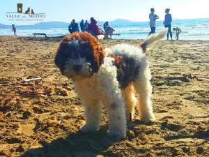 Allevamento lagotto romagnolo Emilia Romagna