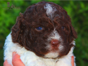 cucciolo lagotto salute